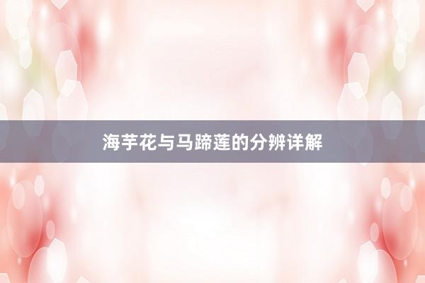 海芋花与马蹄莲的分辨详解
