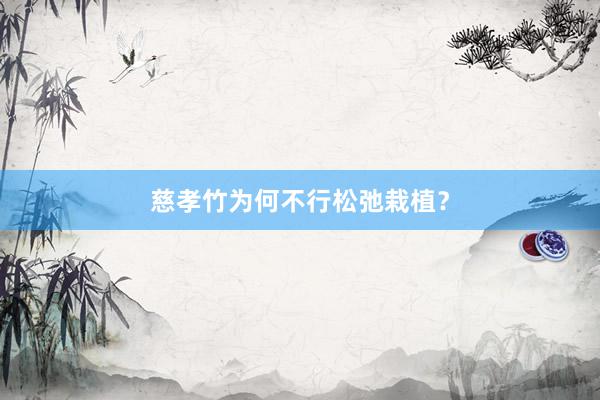 慈孝竹为何不行松弛栽植？